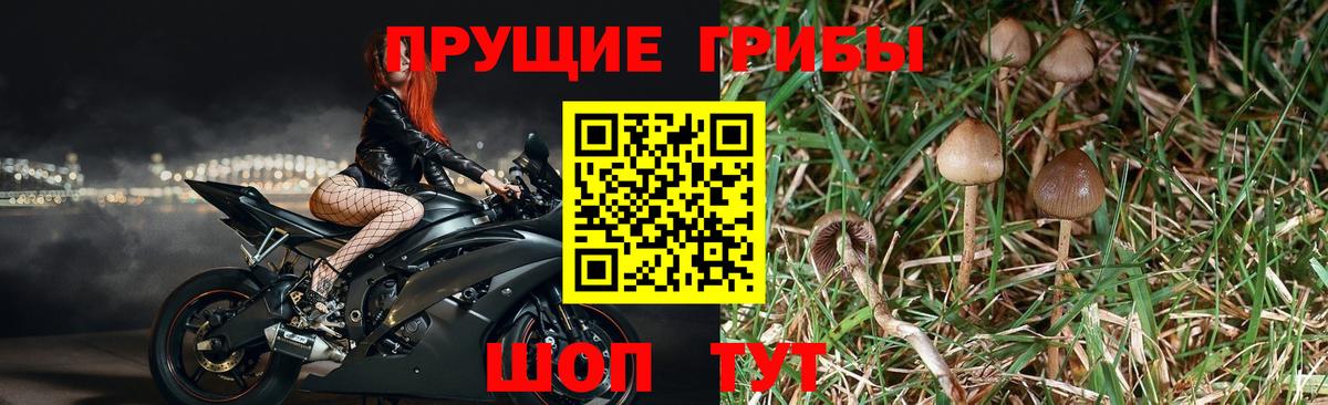 Псилоцибиновые грибы Cubensis Дзержинск